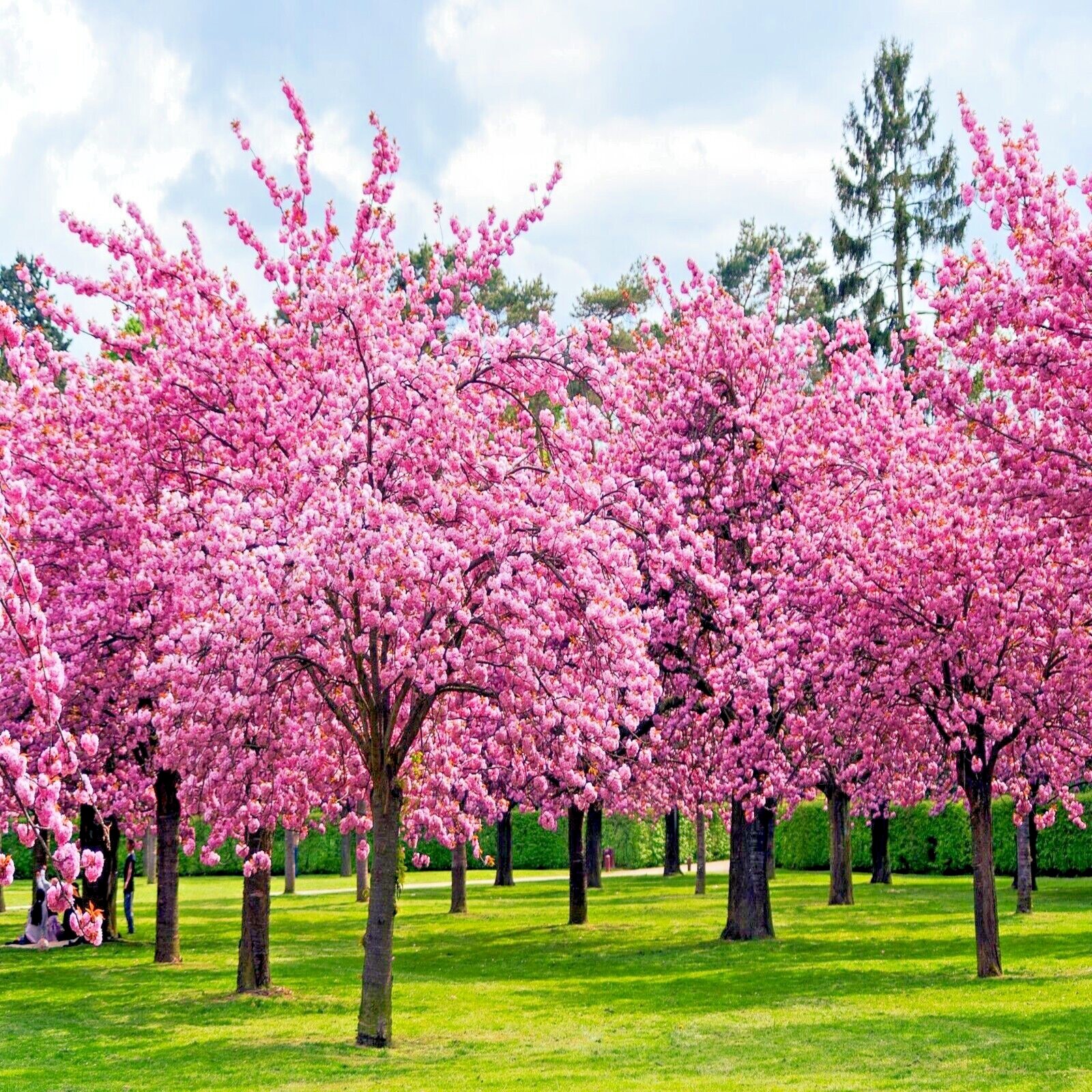 JAPANESE SAKURA CHERRY BLOSSOM TREE SEEDS (Prunus sargentii) Hardy Flower Plant