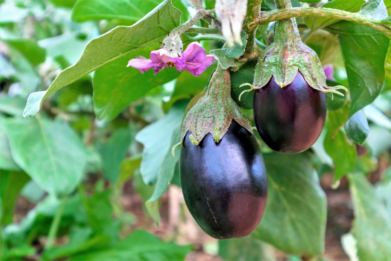 1000 BLACK BEAUTY EGGPLANT Solanum Melongena Esculentum Vegetable Seeds