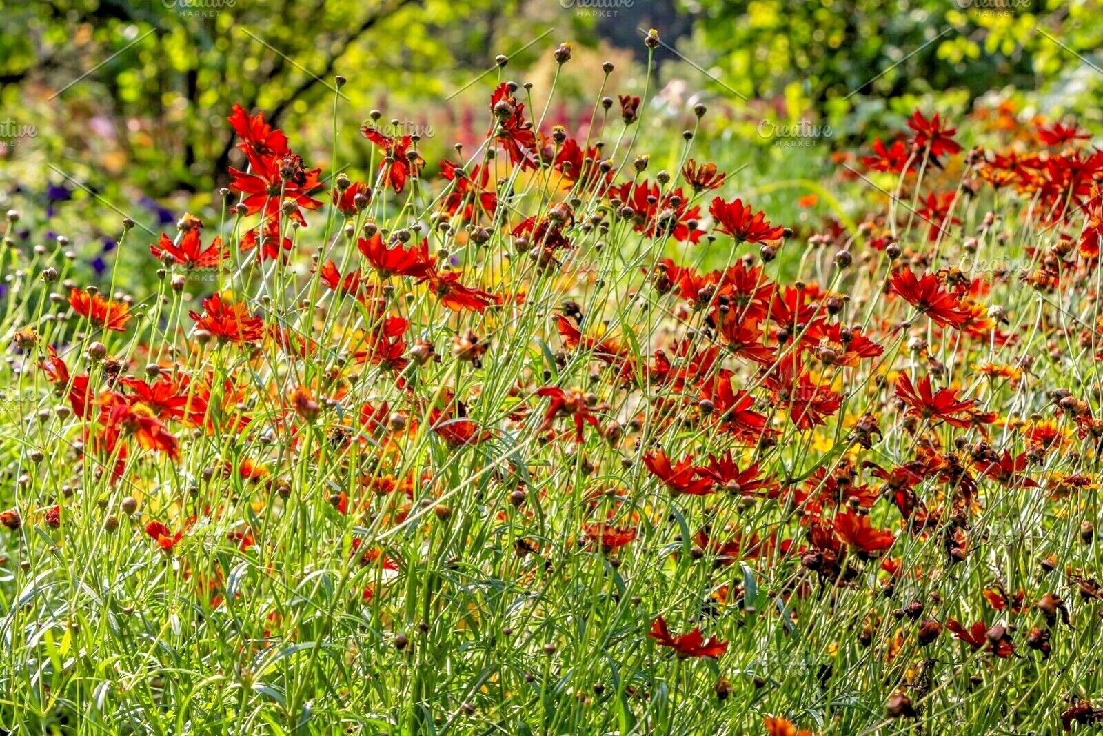 2001+Dwarf RED PLAINS COREOPSIS Seeds Native Wildflower Drought Heat Pollinators