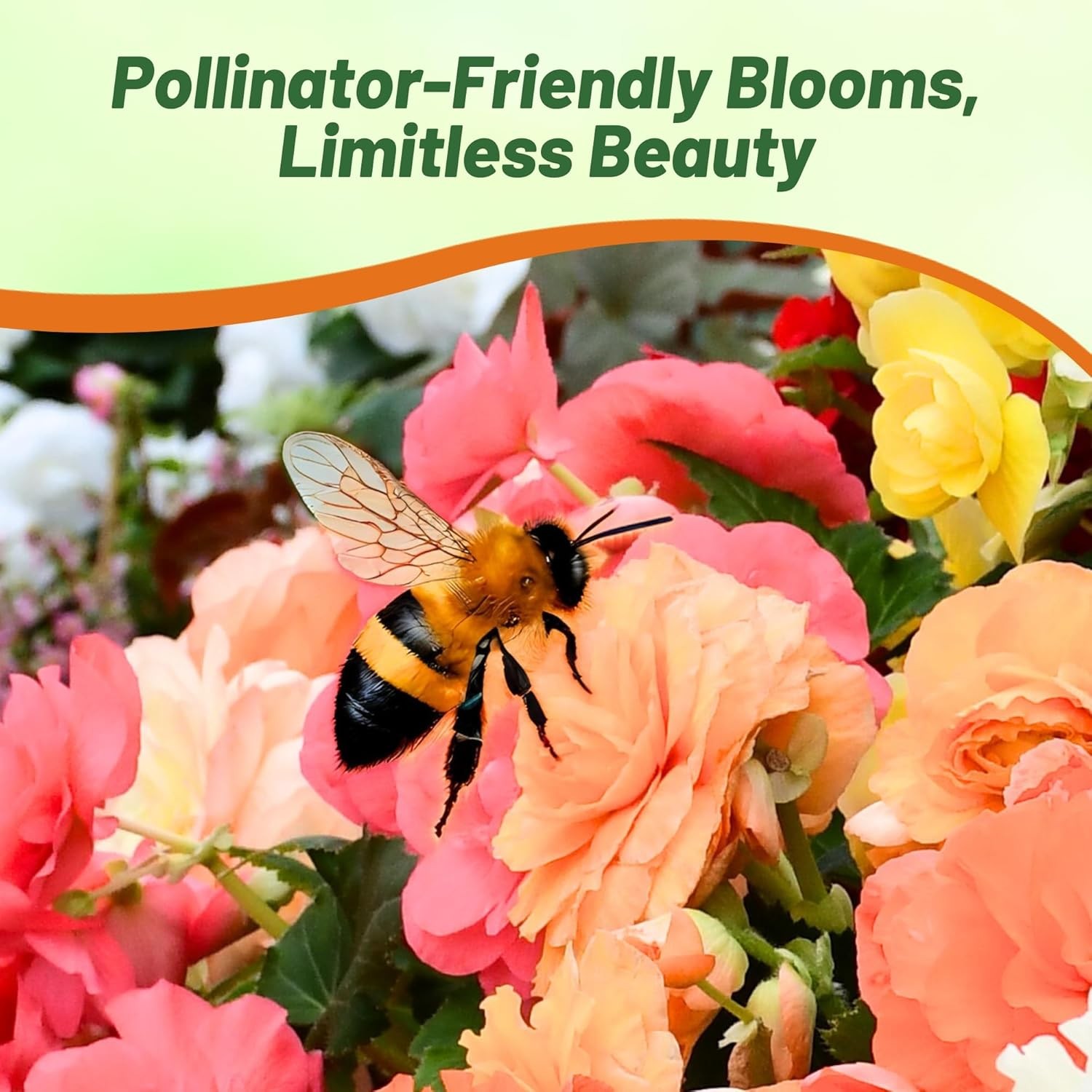 50 Seeds Limitless Begonia Garden Flower Seed Mix – Tuberous Begonias