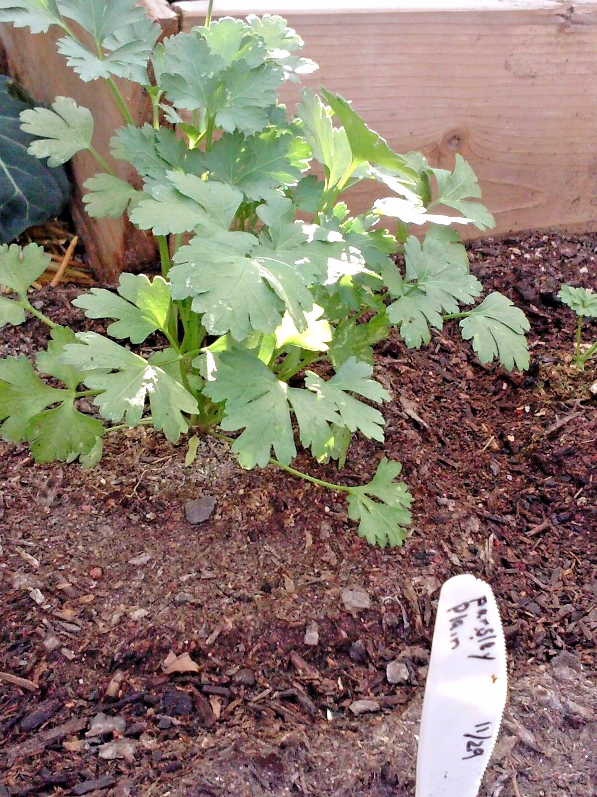 301+ITALIAN Flat Leaf PARSLEY Seeds Organic Herb Garden Containers Culinary Easy