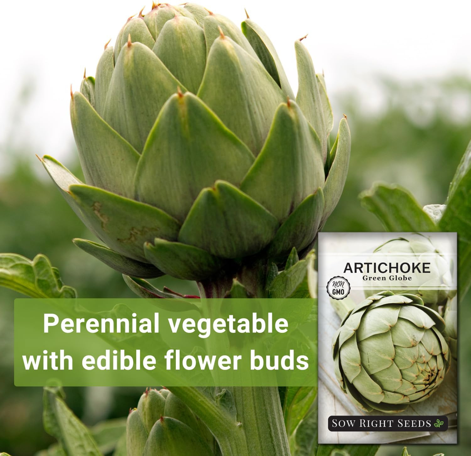 – Artichoke Green Globe Seeds for Planting – Non-GMO Heirloom Packet with Ins…