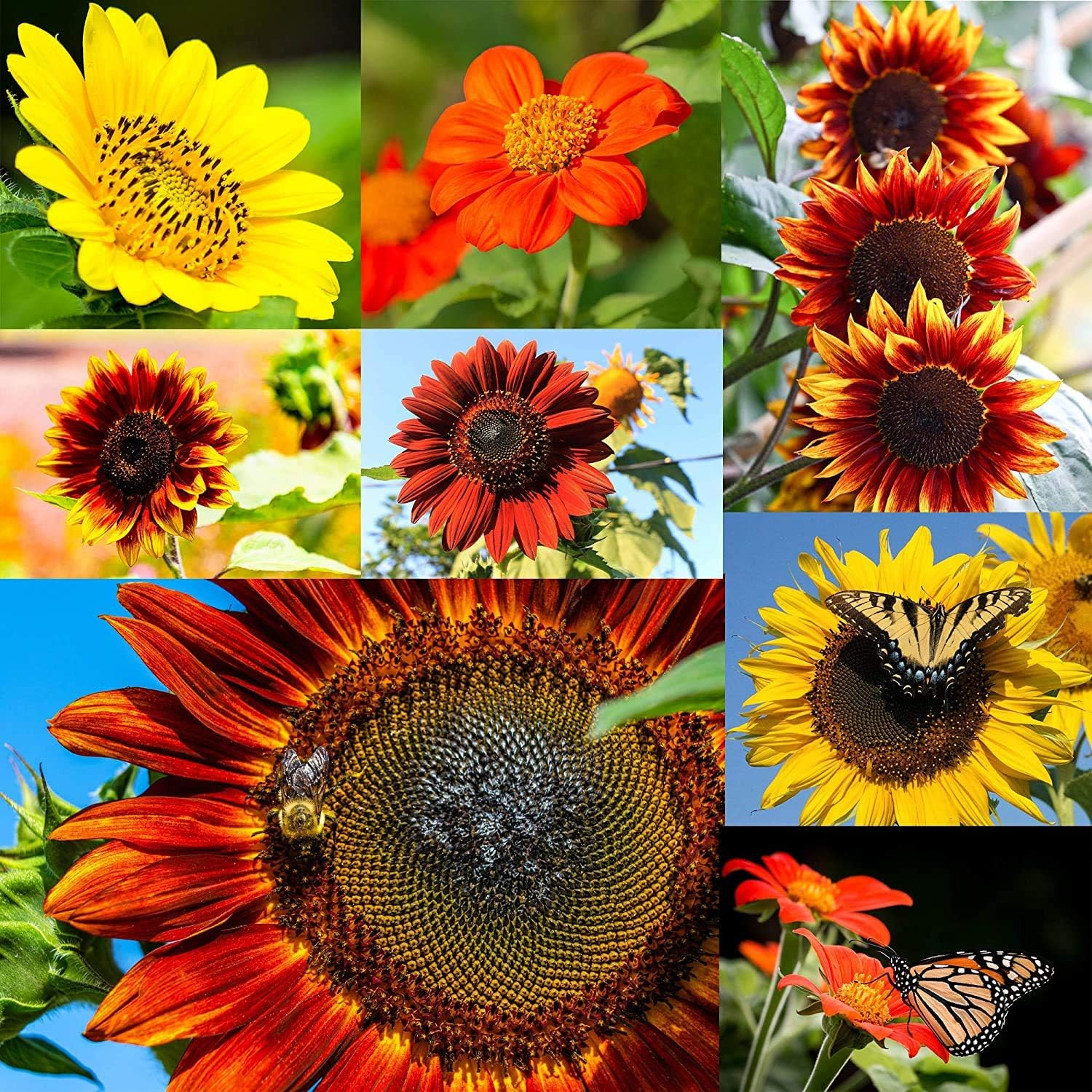1300+ Sunflower Seeds Garden Variety Pack, Bulk Sunflower Seeds for Planting Flo