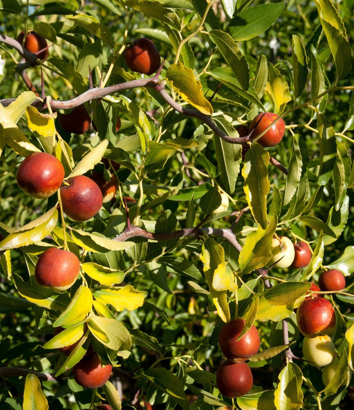 30 Jujube Tree Seeds | Red Chinese Date | Indian Plum | Hardy Fast-Growing Super