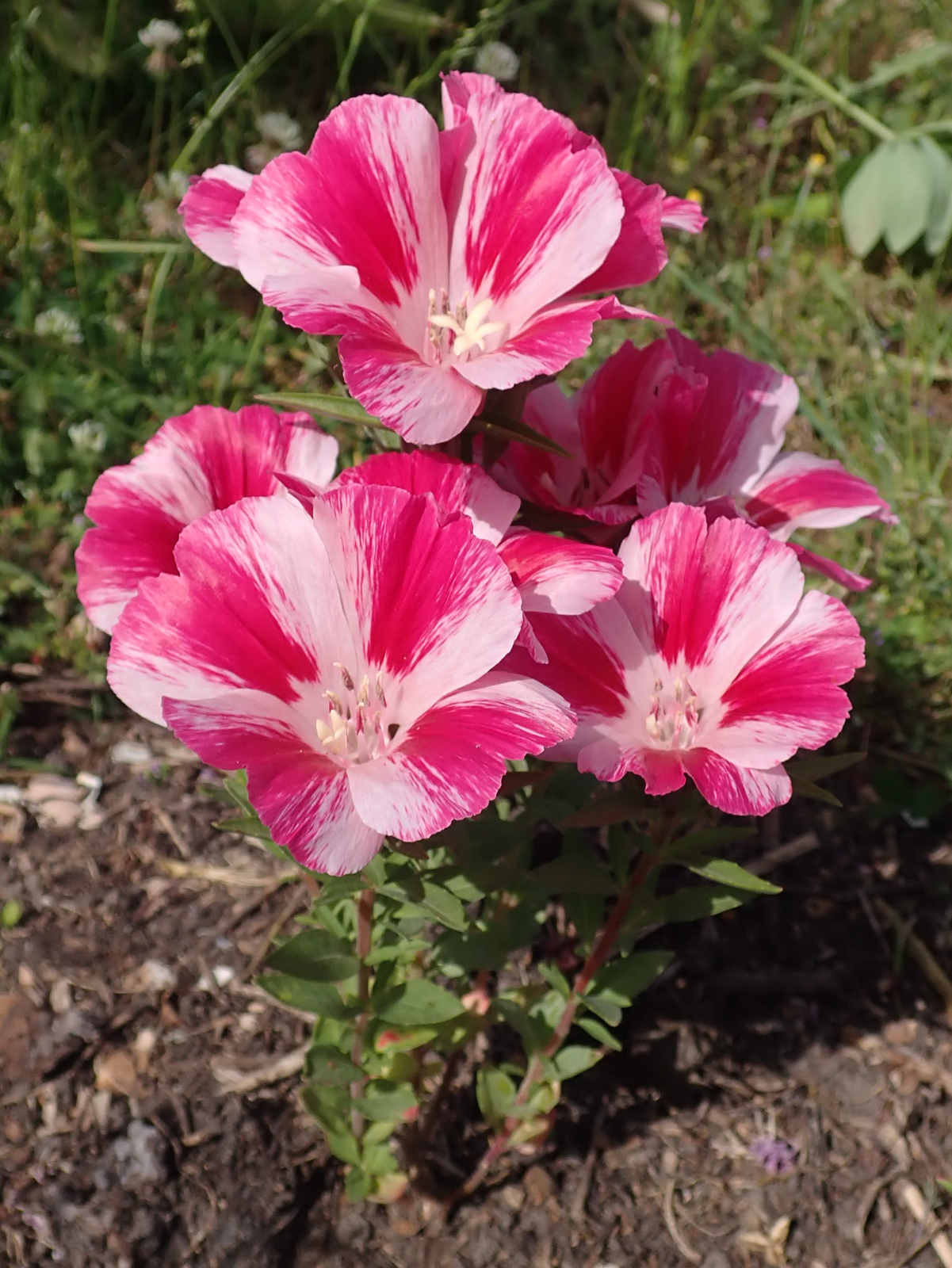 1,000 DWARF FAREWELL TO SPRING Seeds (Clarkia amoena) | Free shipping