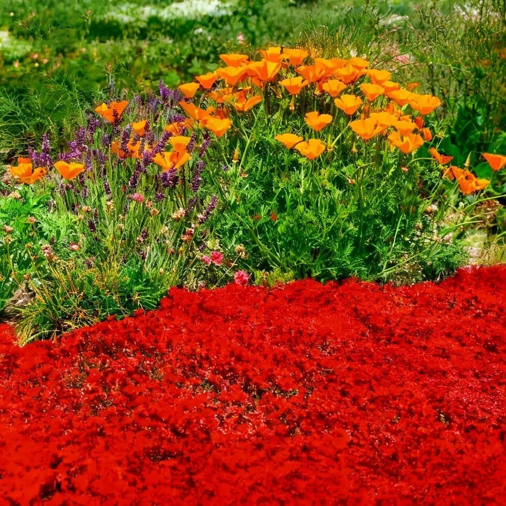 20000+ Red Creeping Thyme Seeds Ground Cover Plant Seeds Perennial- Non-GMO Heir