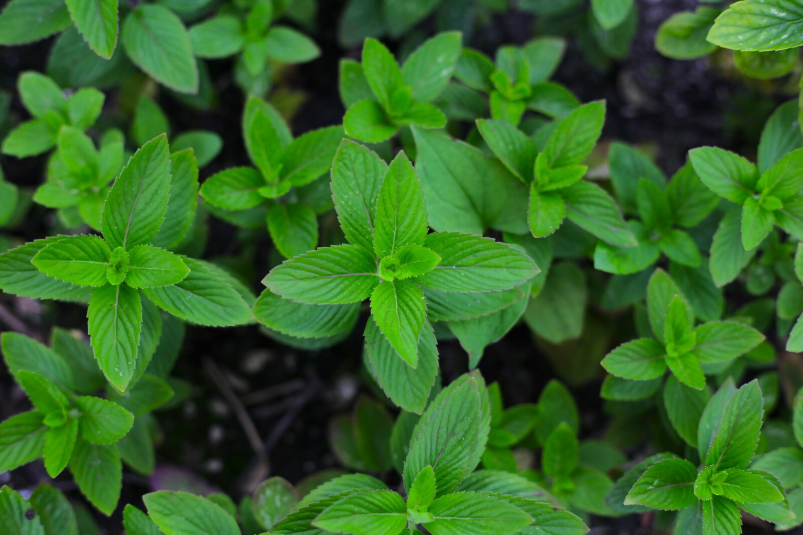10 Bare Roots Chocolate Mints Rau hung cay Culinary Herbs Mentha perennial herb