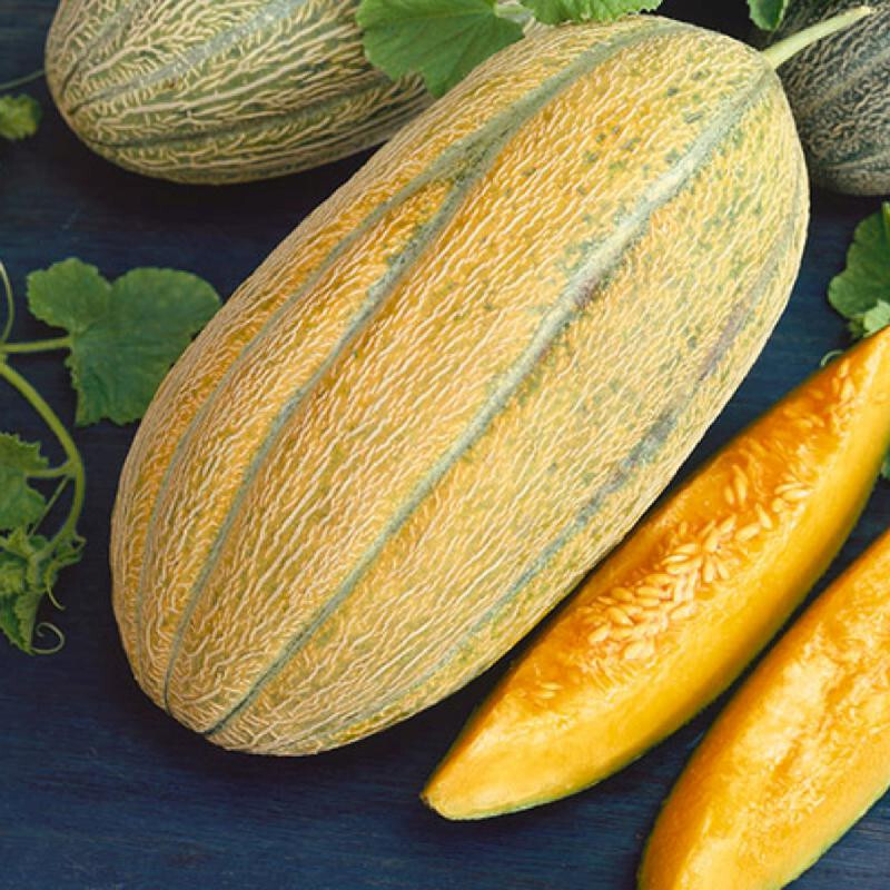 40 Heirloom Banana Melon Seeds – Unique Flavor and Appearance! Heavenly Sweet