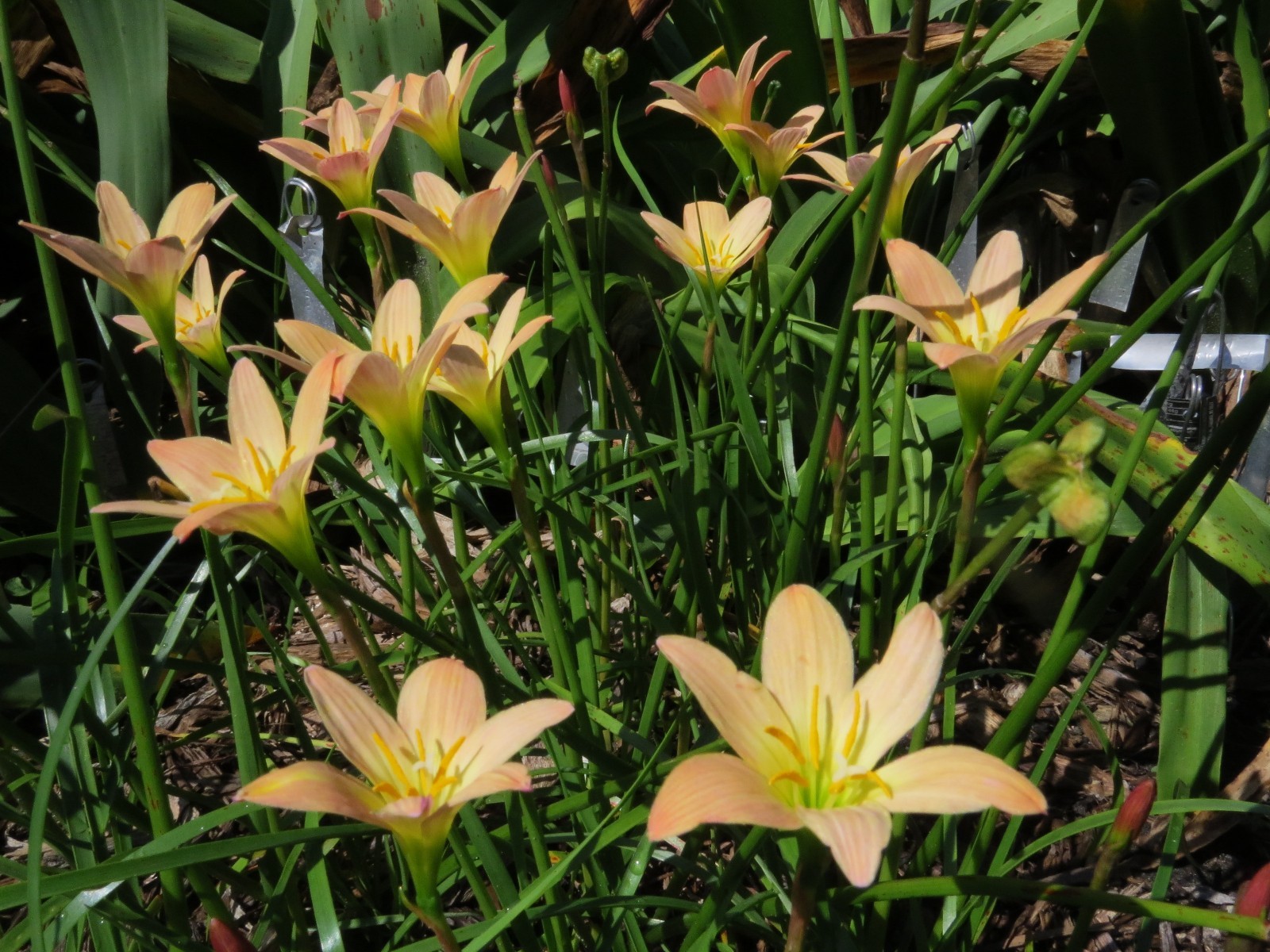 Rain Lily, Zephyranthes Peach, 1 bulb, NEW, habranthus