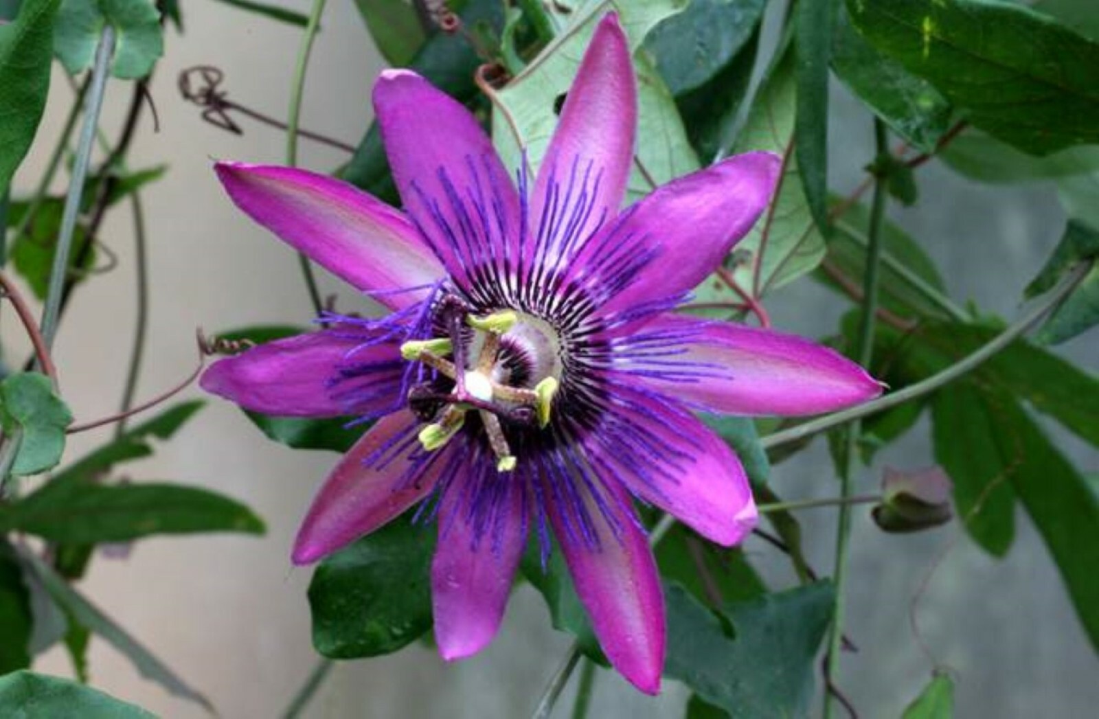 Passiflora “Amethyst” Passion flower vine, 10-16 inches long