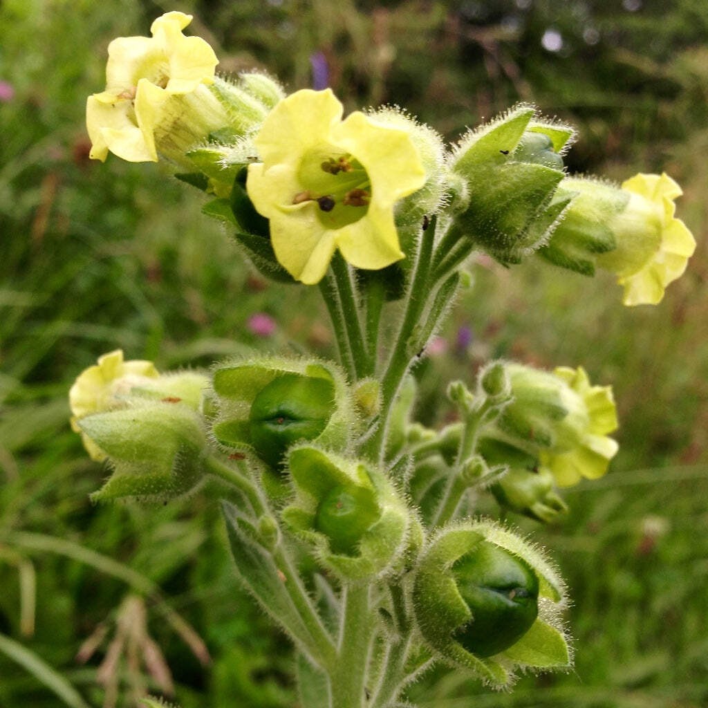Rustica (Hopi) Tobacco Seeds (Nicotiana rustica) ~Traditional Herb Garden