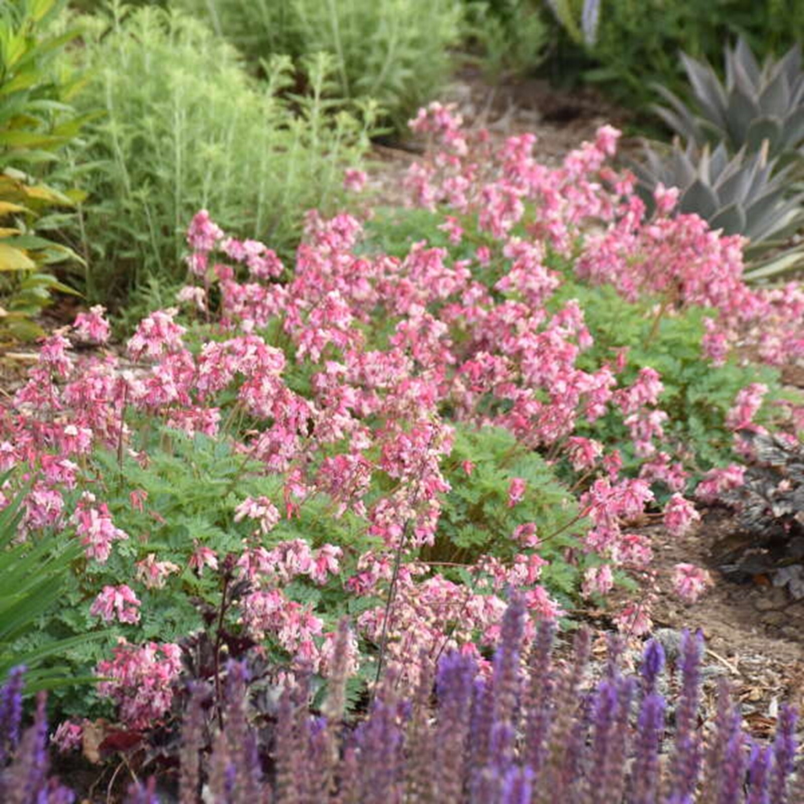25 Blush Diamond Bleeding Heart Seeds Dicentra Spectabilis Flowers Seed US SELL