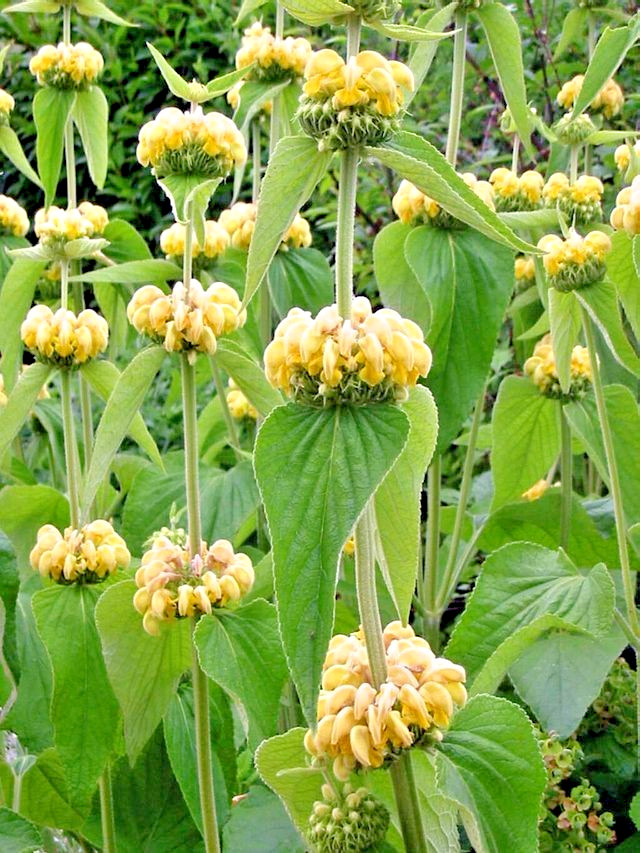bright yellow phlomis 50 seeds Jerusalem sage, phlomis russeliana