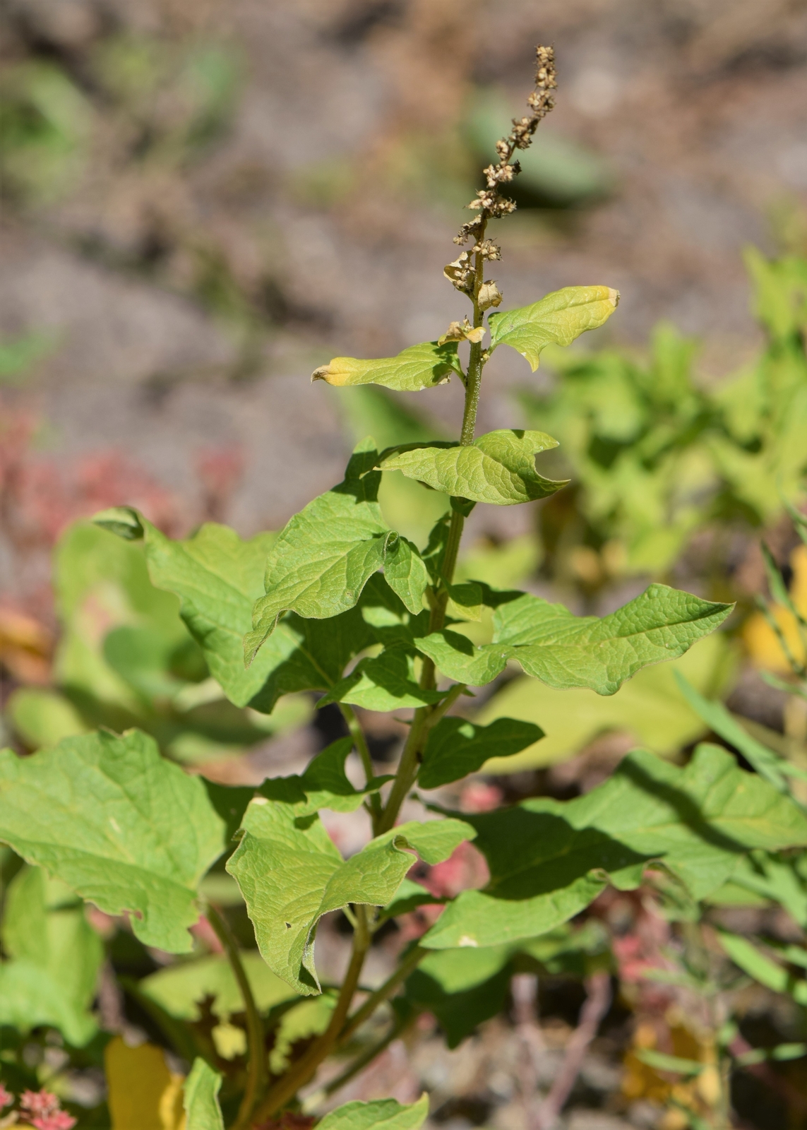500 CHENOPODIUM BONUS-HENRICUS Seeds (Good-King-Henry) | Free shipping