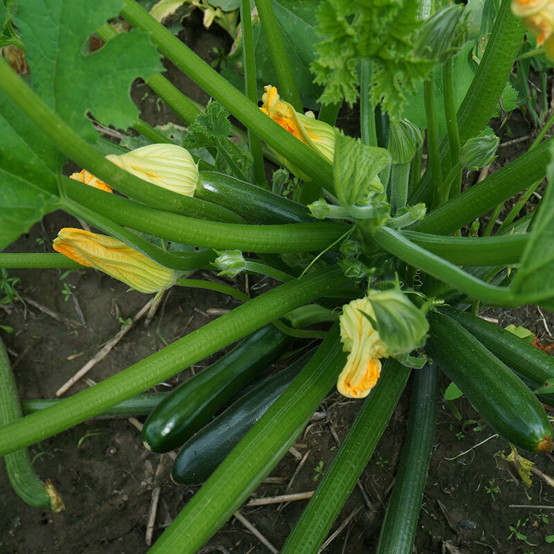 Dark Green Zucchini Seeds Black Beauty Early Prolific Non-GMO Heirloom