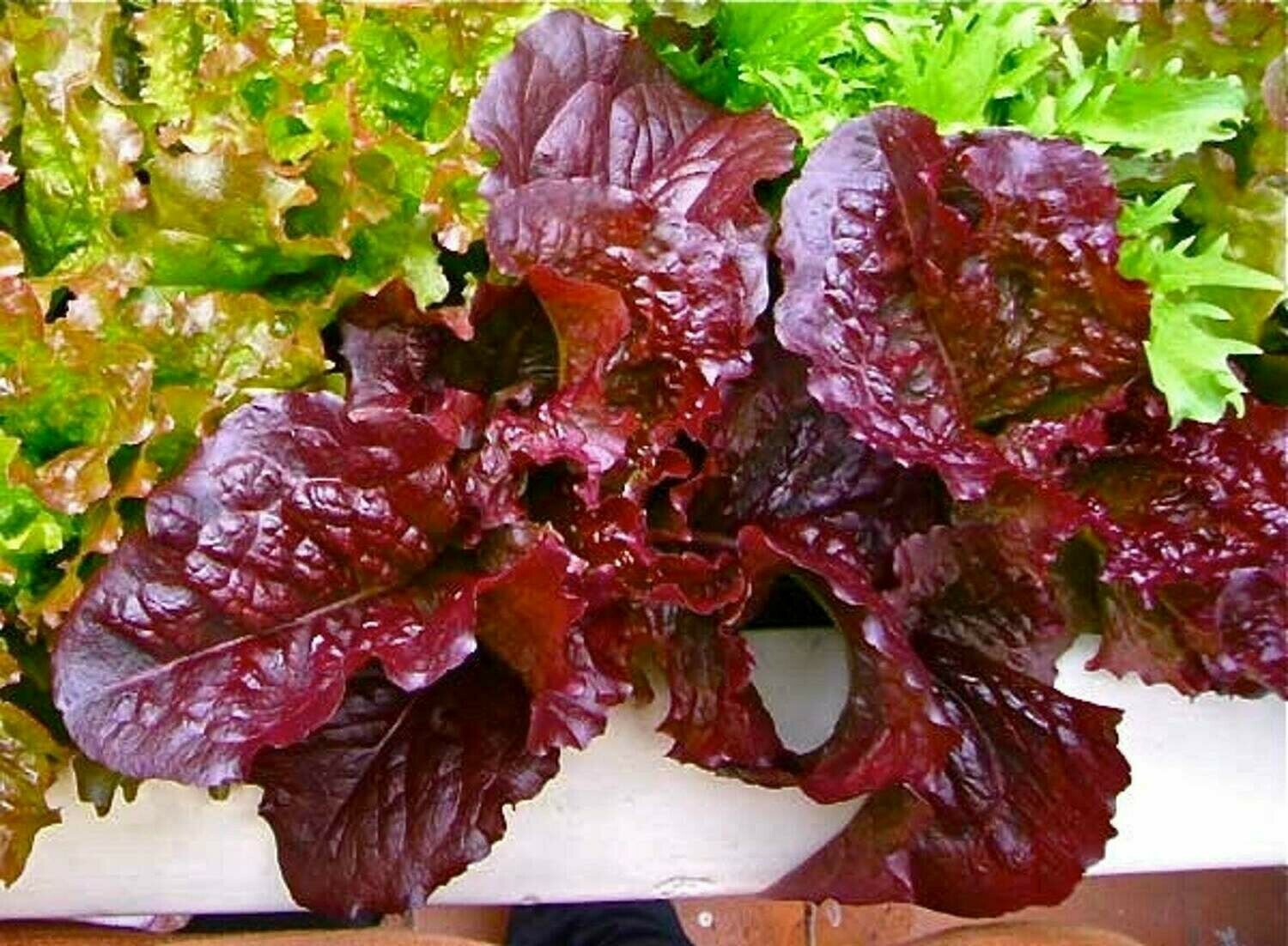 1000 RED SALAD BOWL LETTUCE SEEDS ~ 2026 ~ heirloomseedguy ~ USA