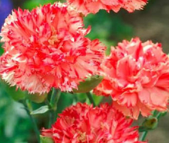 Carnation Seeds Chabaud Orange Dianthus Seeds 50 Flower Seeds