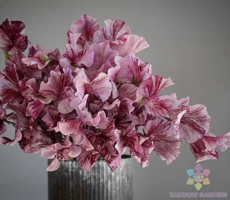 50+ Streamer Chocolate Sweet Pea Seeds for Garden – USA – FREE SHIPPING!