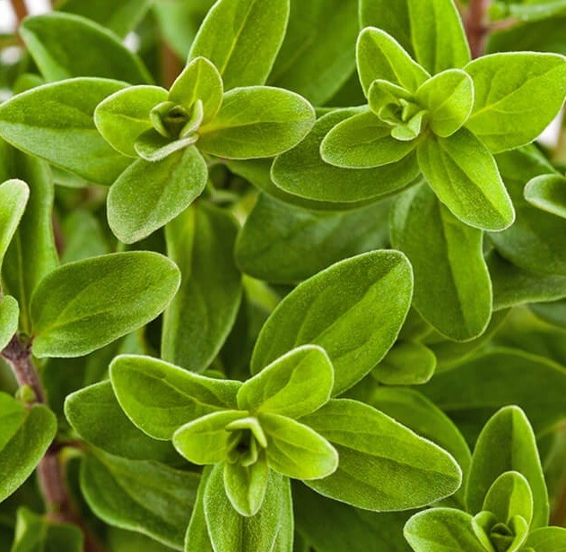 2000 Sweet Marjoram Seeds (Origanum majorana) – Herb Seeds – USA Grown – Non Gmo