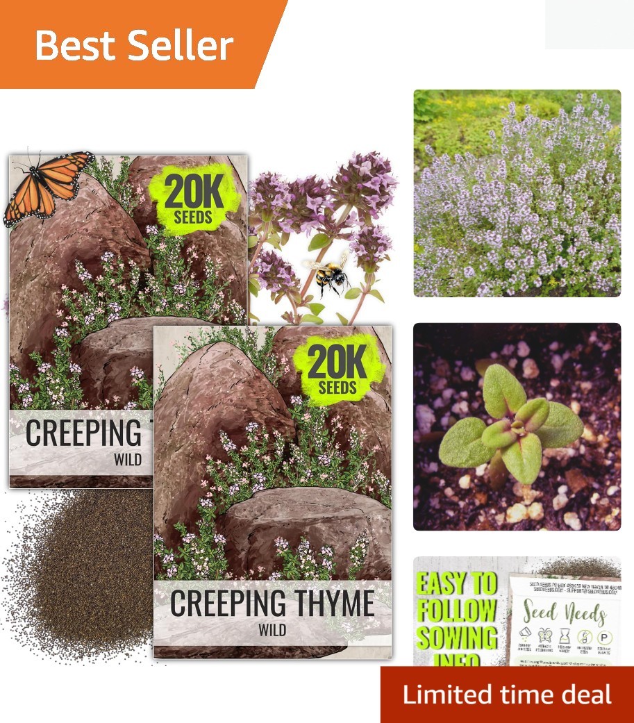 Fresh Wild Creeping Thyme Seeds – Vibrant Purple Flowering Groundcover, 2 Packs