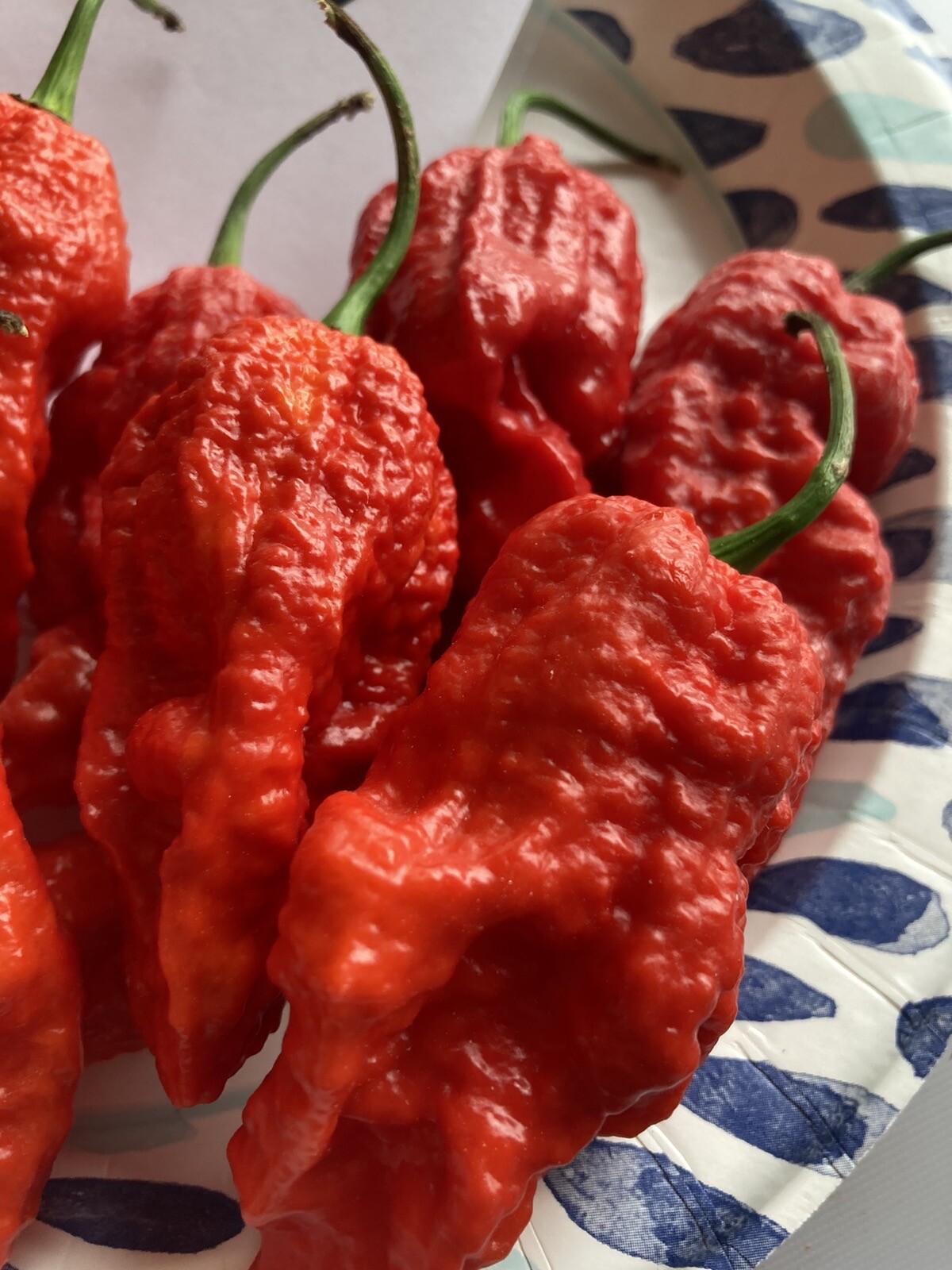 Super Bhut Jolokia XW Ghost Pepper Seeds 15+ Per Pack