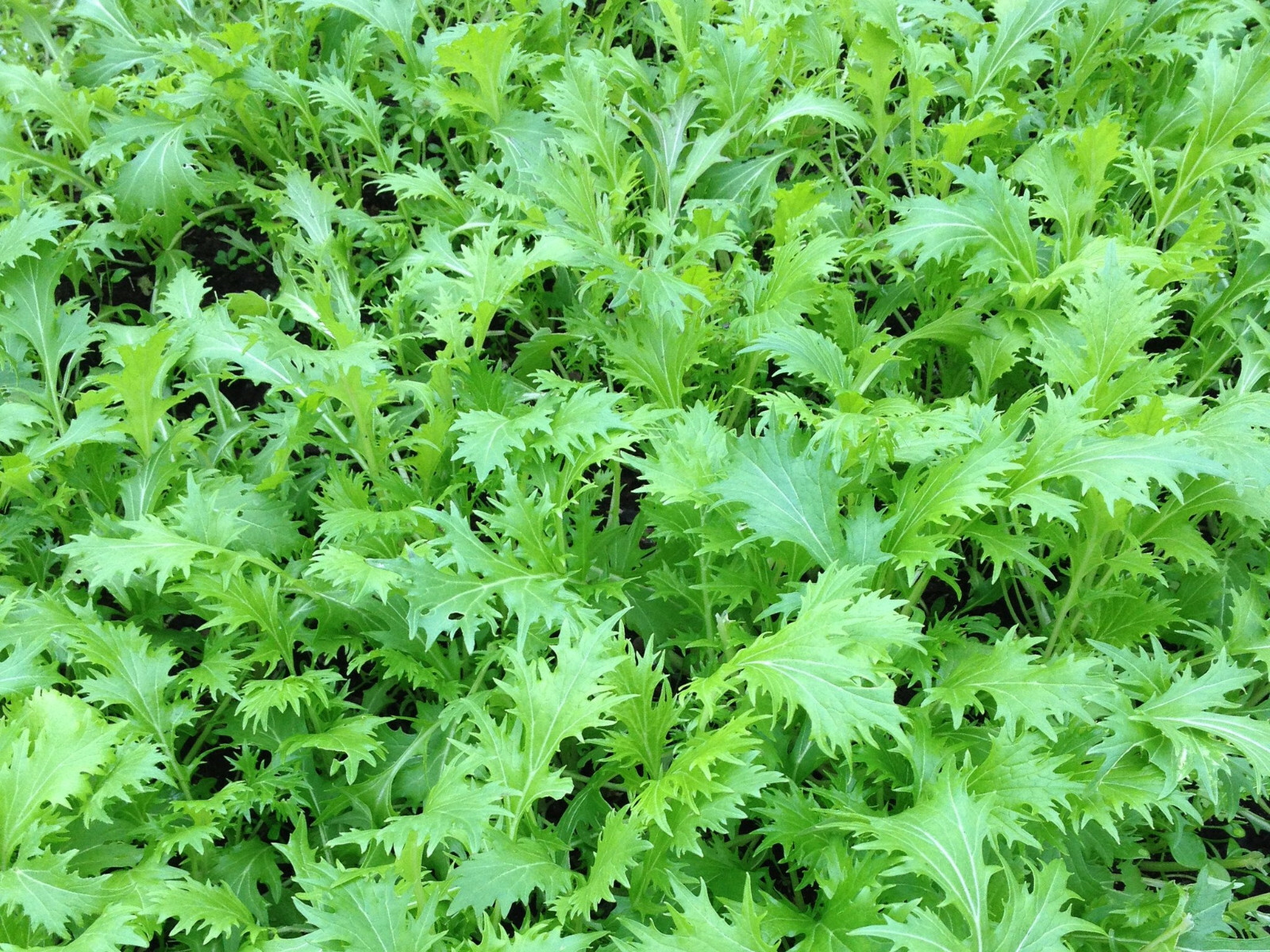 500 GREEN MIZUNA Seeds MUSTARD Japanese Greens Heirloom