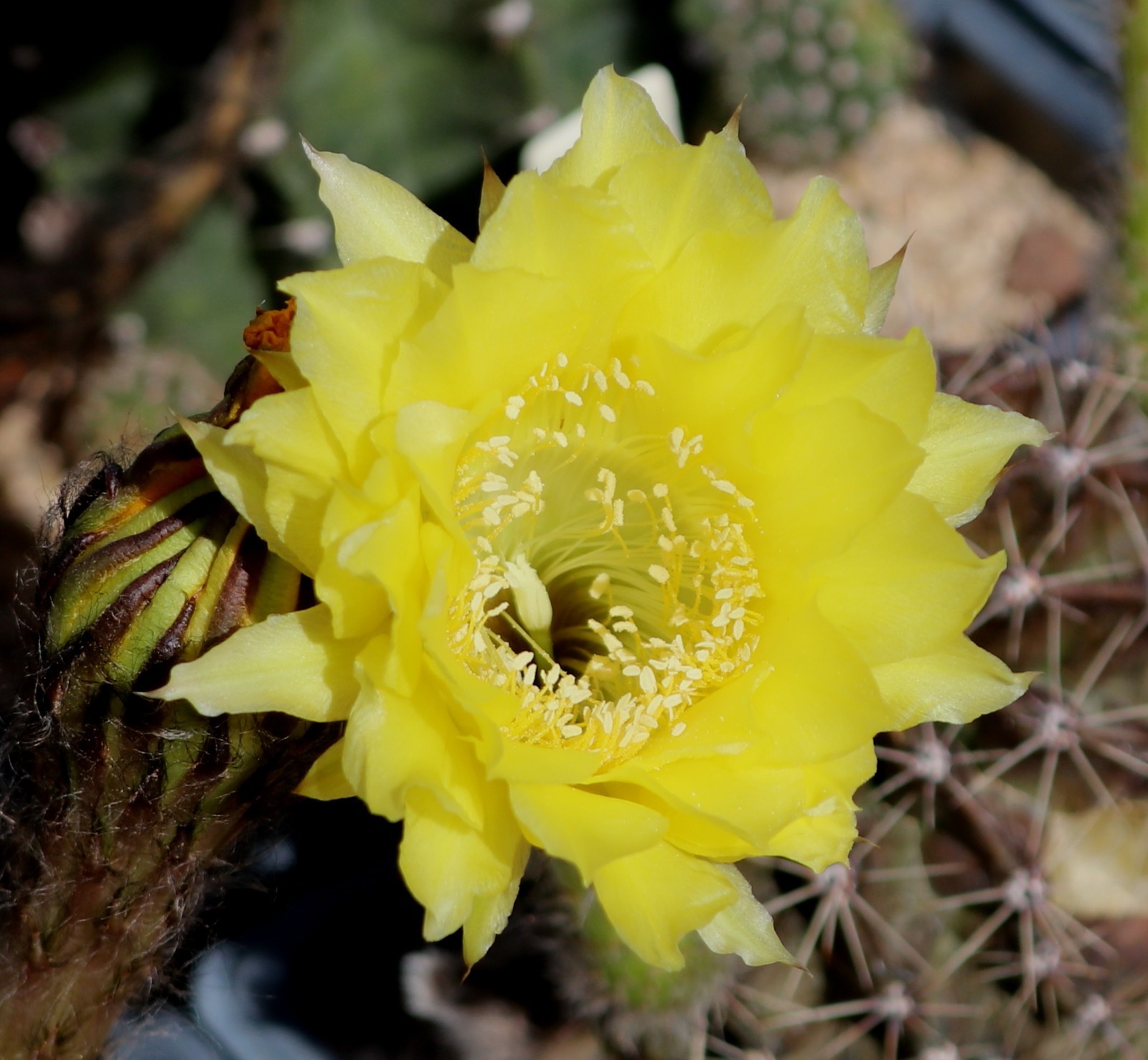 Echinopsis hybrid ‘Andrae’