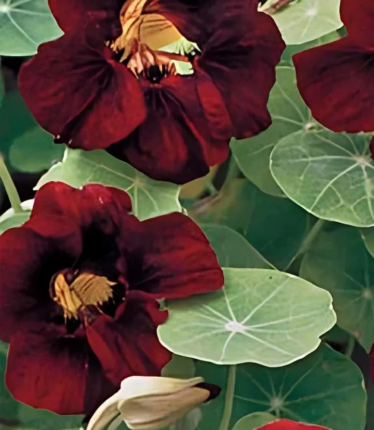 Nasturtium BLACK VELVET Heirloom Edible Beneficial Flowers USA Non-GMO 25 Seeds