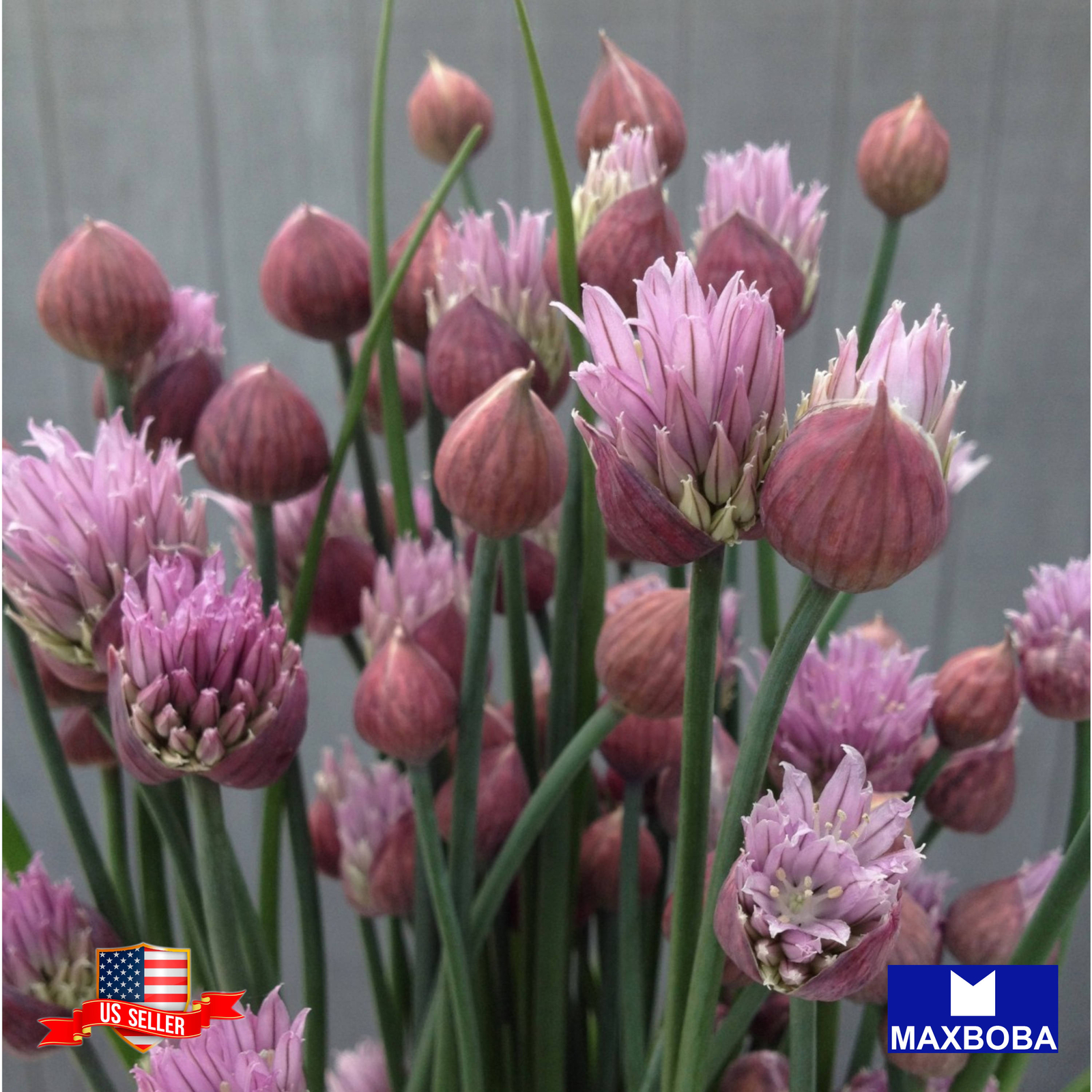 Chives Seeds Non-GMO Heirloom