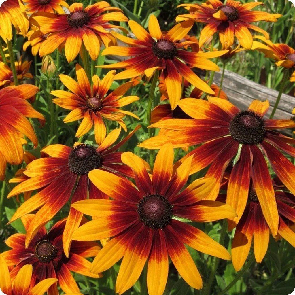 100+ Gloriosa Daisy Seeds – HEIRLOOM – RARE