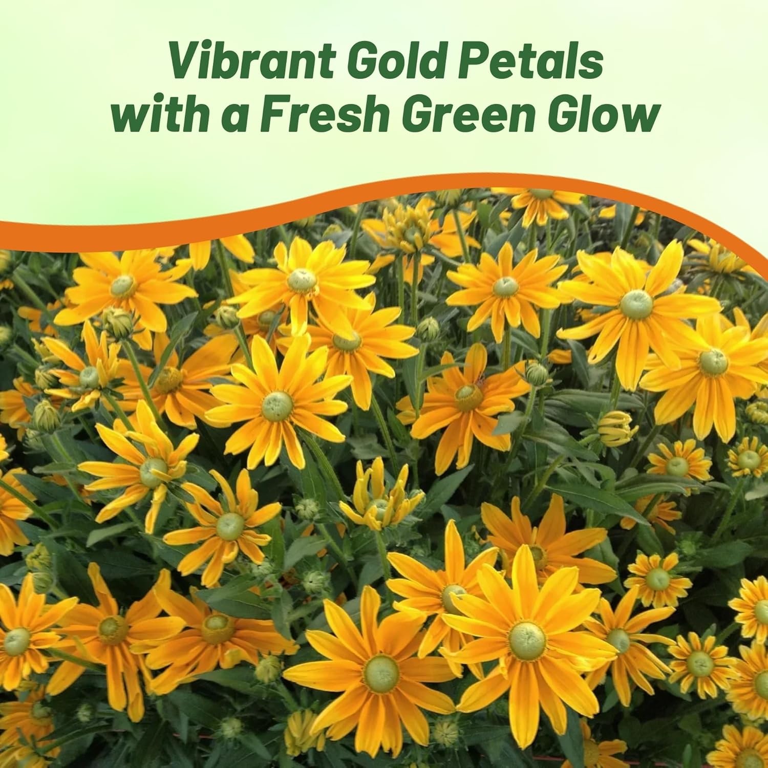 5000 Seeds Rudbeckia Hirta Drought Resistant Green Eyes Rudbeckia Flower Seed