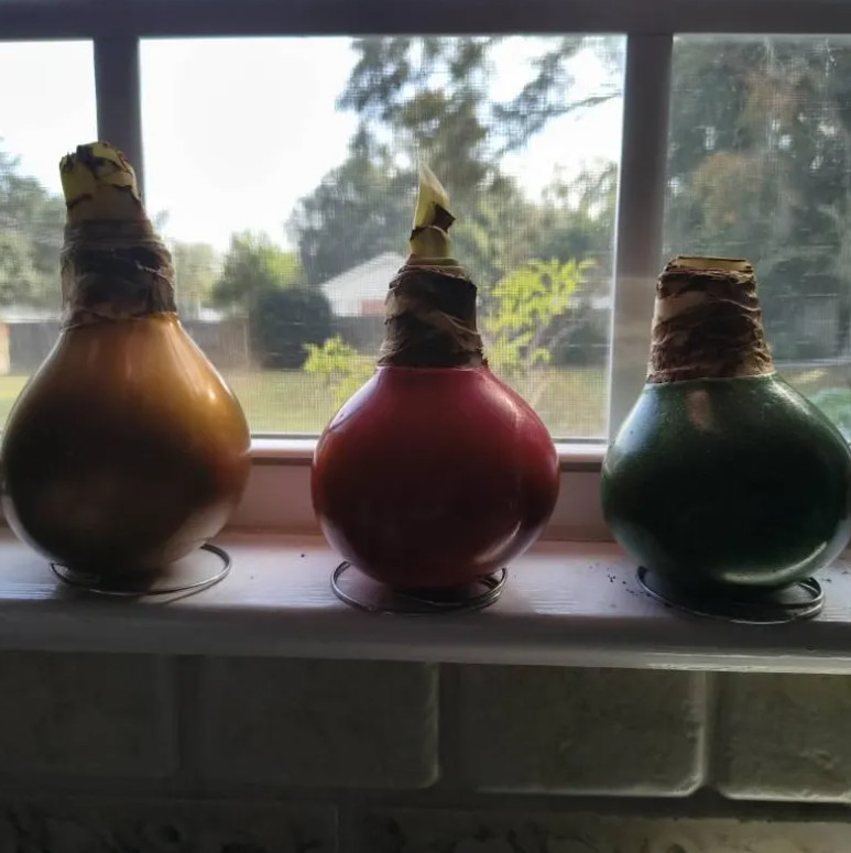 Gold Waxed Amaryllis Bulb with Stand, No Water Needed, Blooms 4-8 Weeks
