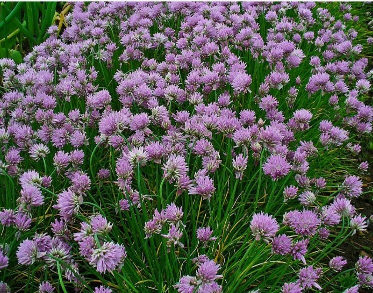 20+ Chives Seeds Allium schoenoprasum Non-GMO usa seller