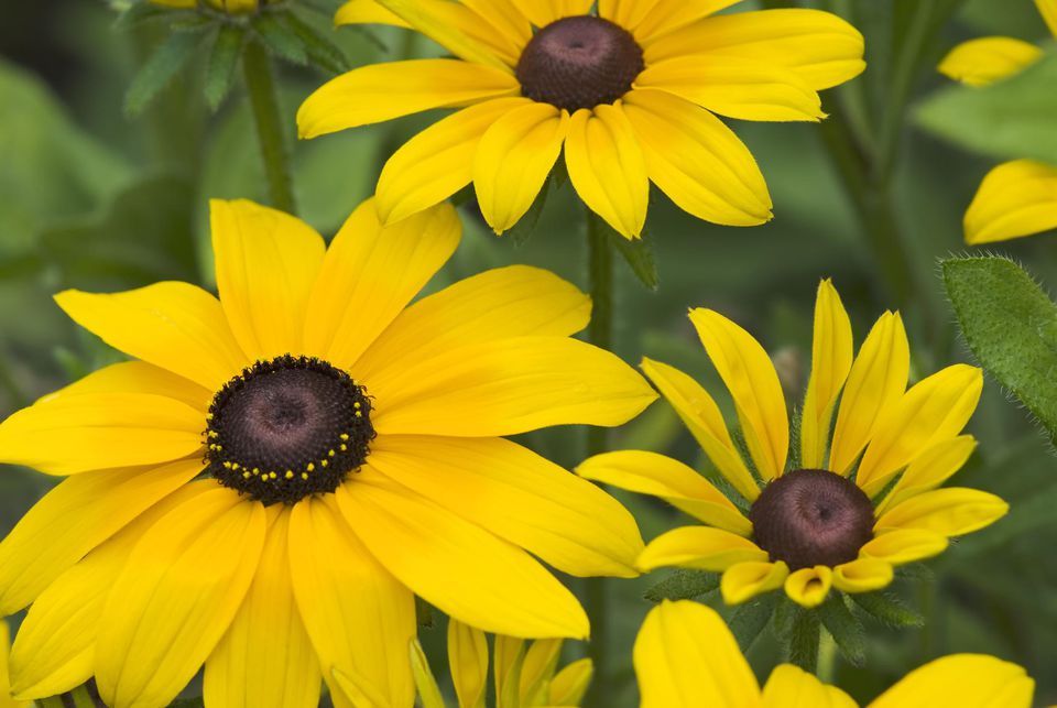 2001+BLACK EYED SUSAN Flower Seeds Perennial Native Wildflower Drought Heat Cold
