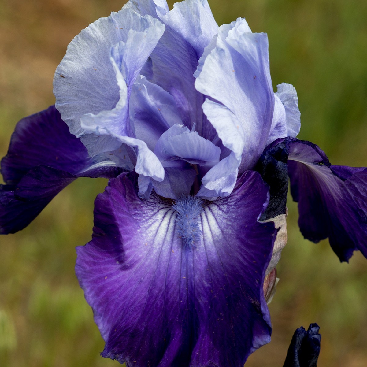 **Best Bet** Tall Bearded Iris. Pre-Order, Combined Shipping: Jul – Sep