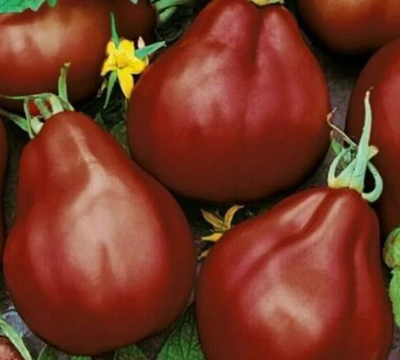BLACK TRUFFLE TOMATO SEEDS 50+ INDETERMINATE vegetable GARDEN FREE SHIPPING