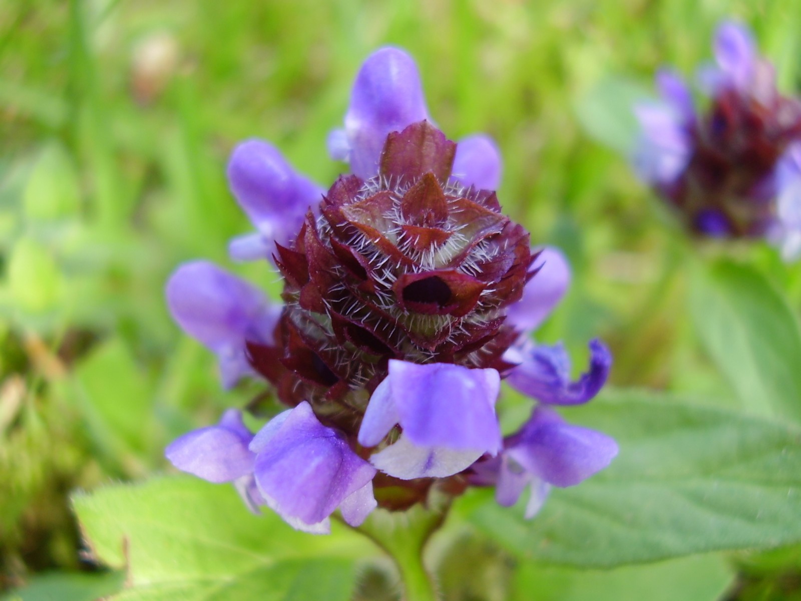 1000 Allheal Seeds – Prunella vulgaris – Medicinal Herb – Heal All