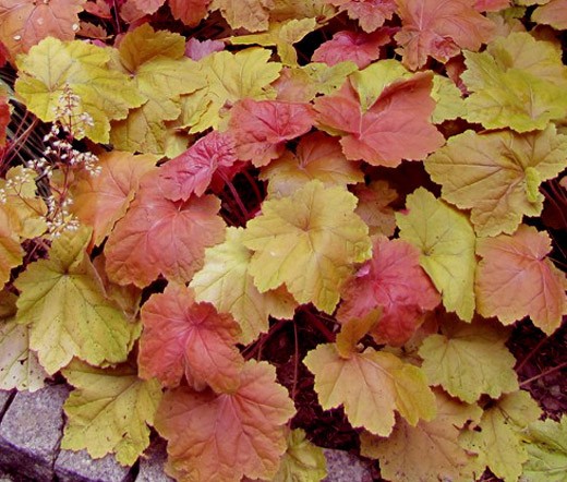 HEUCHERA CORAL BELLS MIX Heuchera H.americana x villosa x H.micrantha 200 Seeds