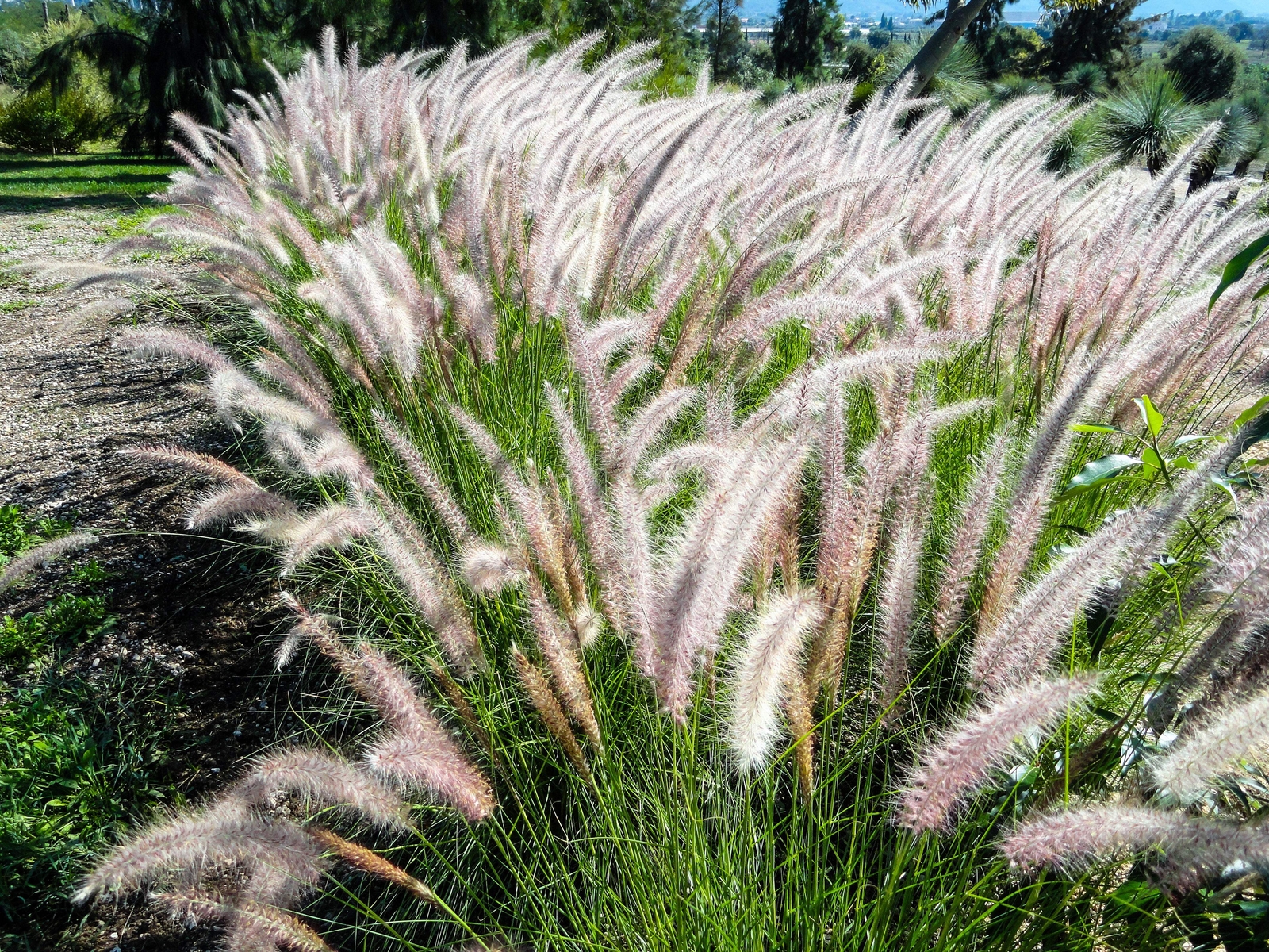 25 DWARF FOUNTAIN GRASS Pennisetum Alopecuroides Hardy White Plume Seeds