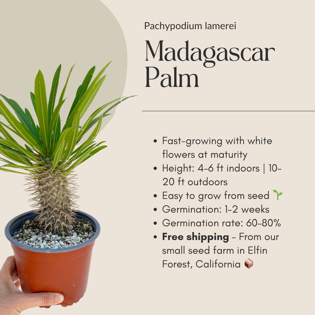 Pachypodium lamerei Seeds (Madagascar Palm) – Exotic Succulent Seeds -California