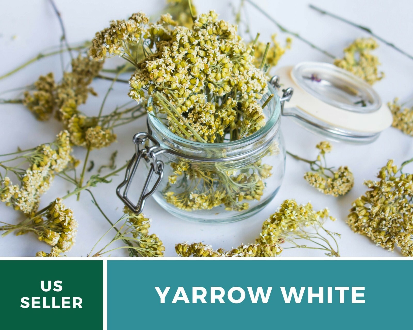 Yarrow, White – Heirloom Seeds – Medicinal Herb – Pollinator Friendly