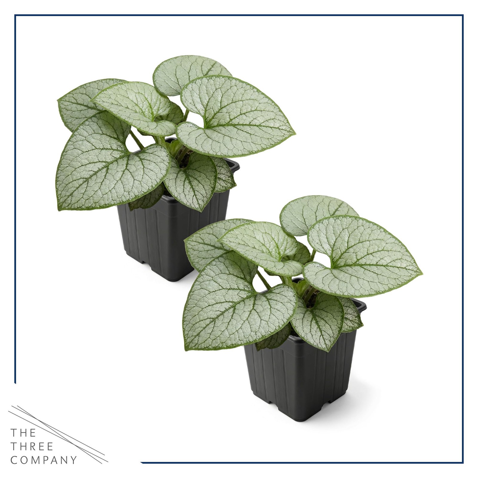 Brunnera 2Pack Silver Heart Shade Perennial with Variegated Leaves, Blue