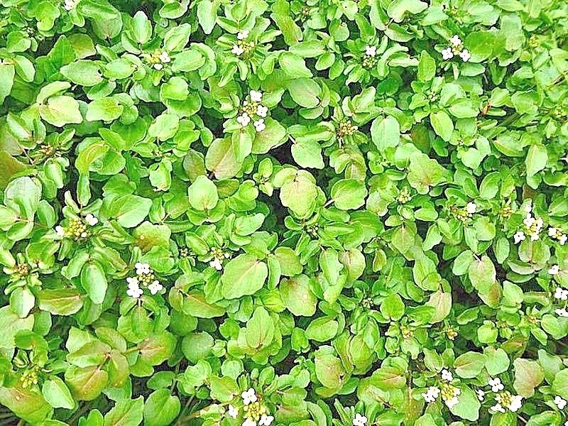 2000+WATERCRESS Seeds Organic Non Gmo Container Indoors Shade Garden Herb Easy