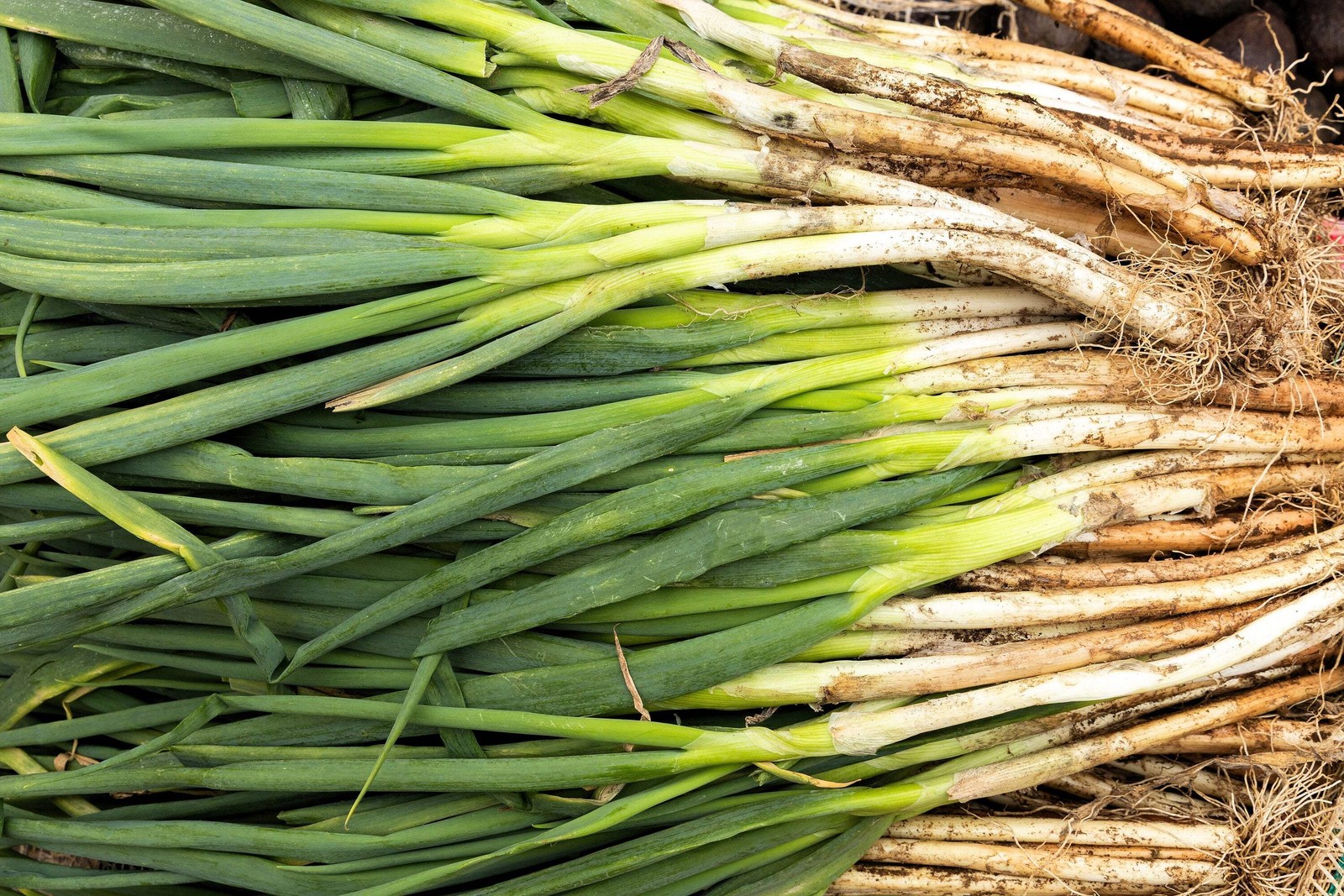 300 Evergreen NEBUKA BUNCHING ONION Japanese Allium Fistulosum Vegetable Seeds