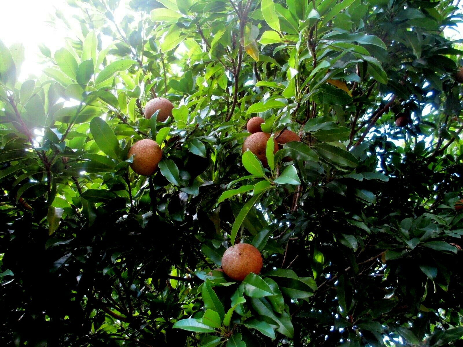 “BROWN SUGAR” SAPODIALLA SEEDS Manilkara zapota Seeds LOT OF 10 FREE SHIP