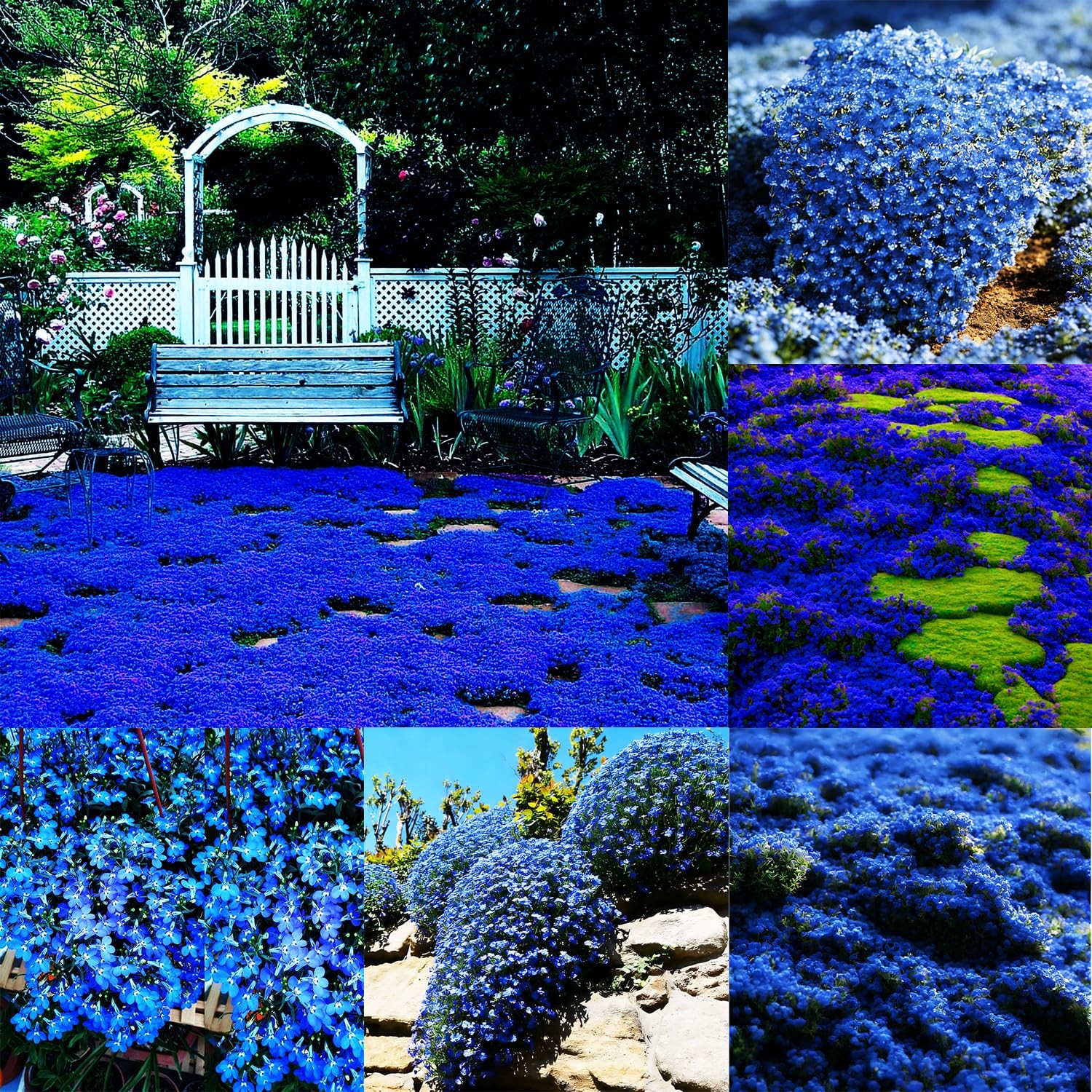 Mixrug Blue Woolly Thyme Seeds,20001+ Blue Creeping Thyme Seeds Ground Cover,…