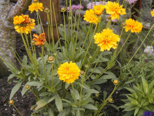 coreopsis, LANCE-LEAF, perennial, 239 seeds! GroCo buy US USA
