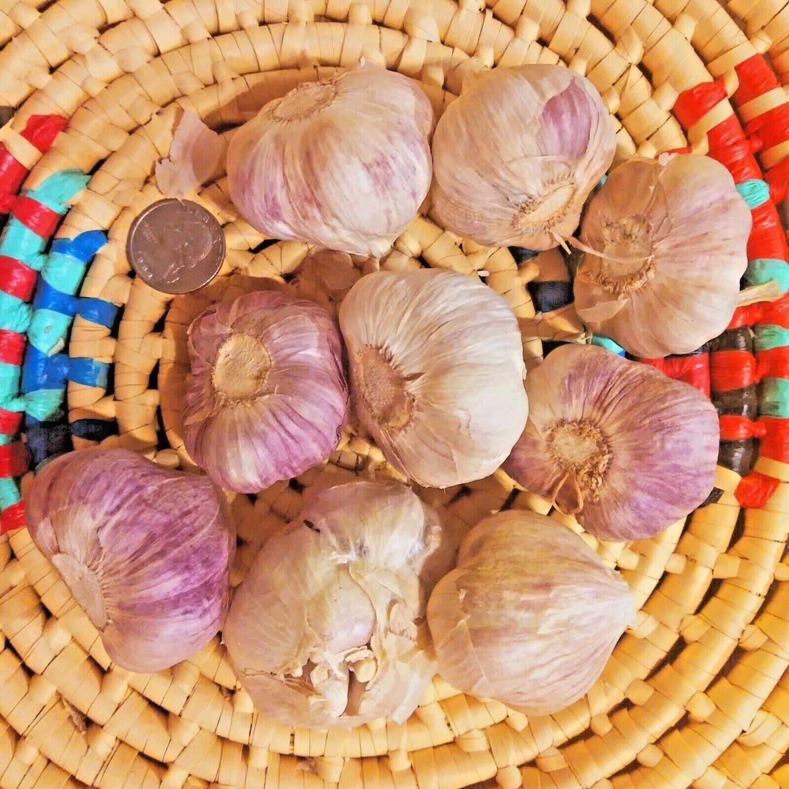 Chesnok Red GARLIC 1 bulb – 16lbs Fresh Organic Heirloom Hardneck Plant or Cook
