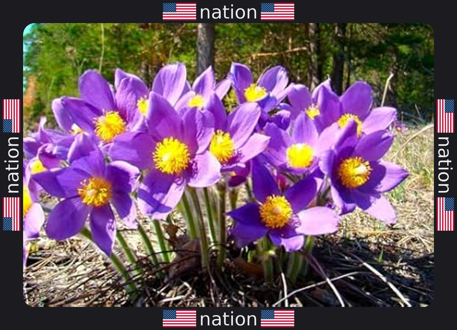 Eastern Pasqueflower Seeds – 30 Prairie Crocus Perennial Planting Seeds