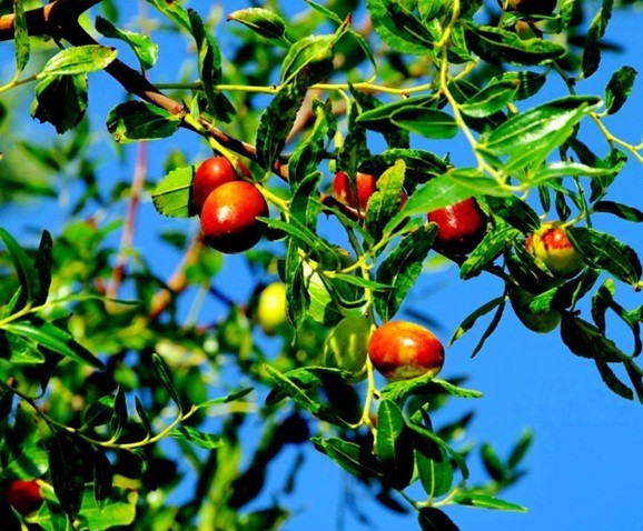 5+Jujube Seeds Fruit Tree Superfruit Ziziphus Jujube Fast Growing Free Shipping